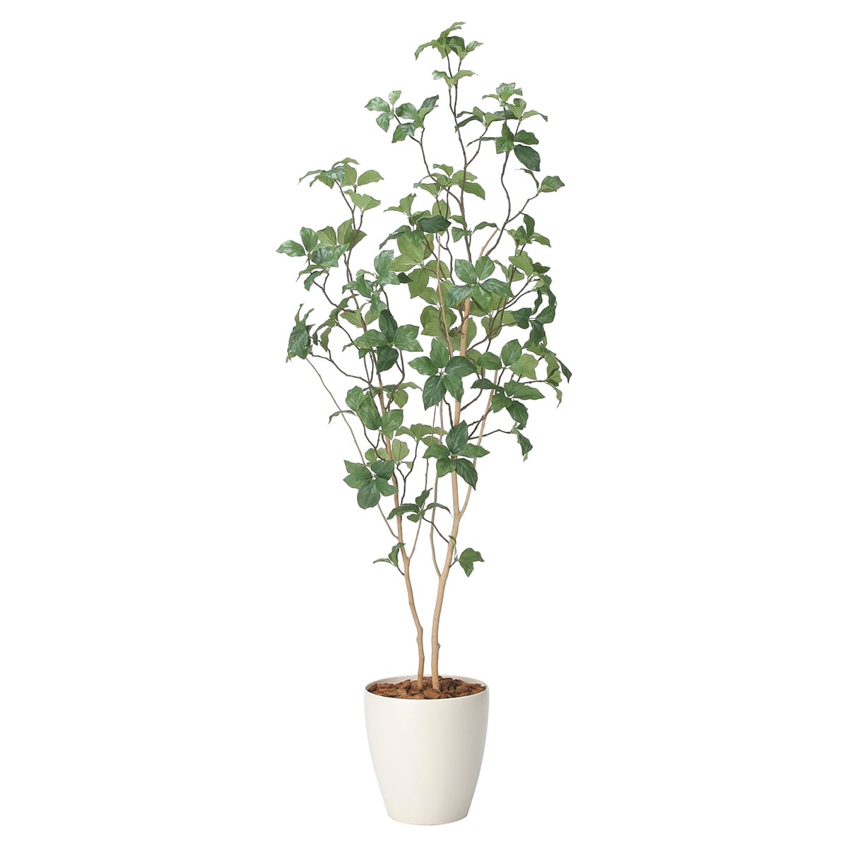 サラサドウダン1.6 2416A280-画像1