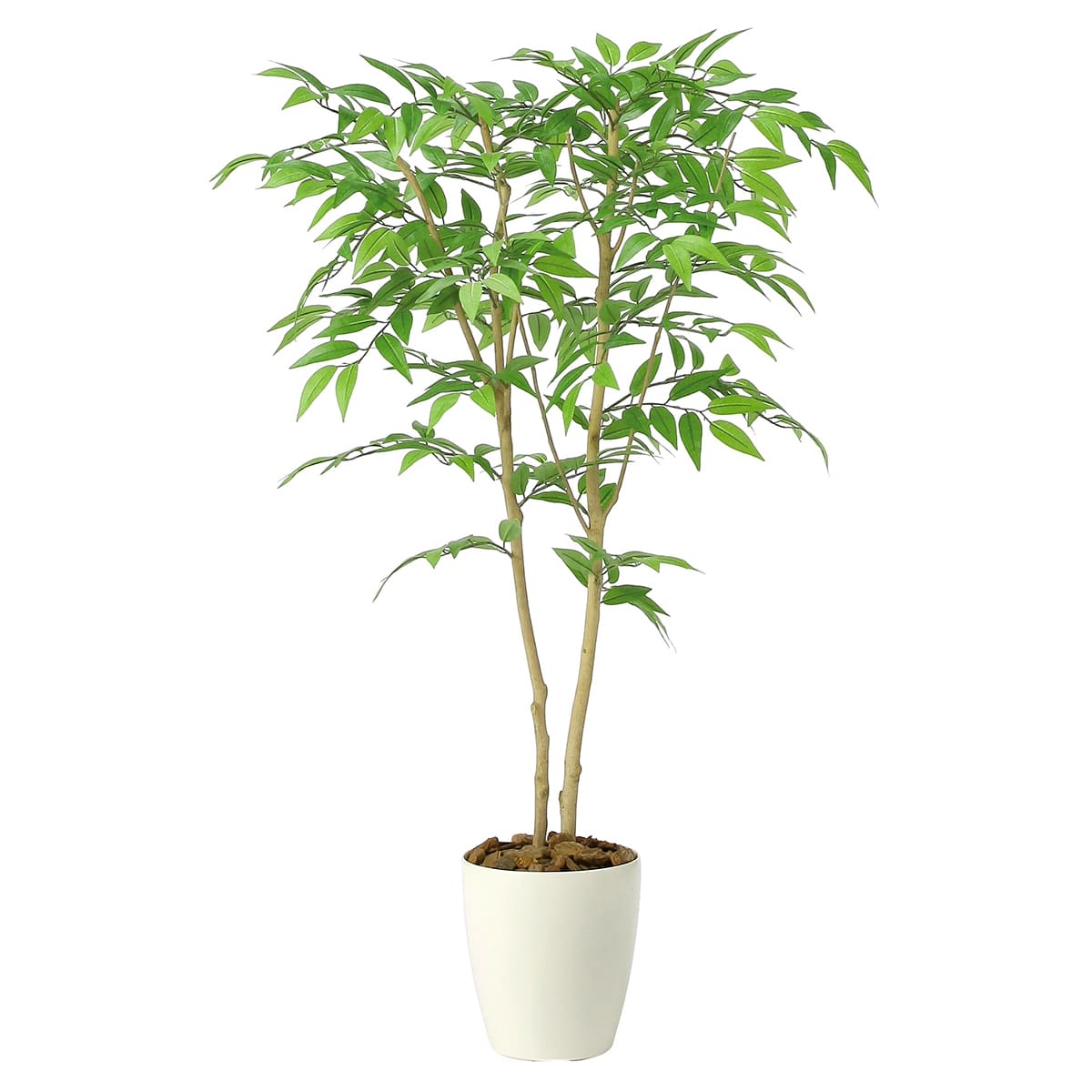 ソヨゴ1.0 2418A190-画像1