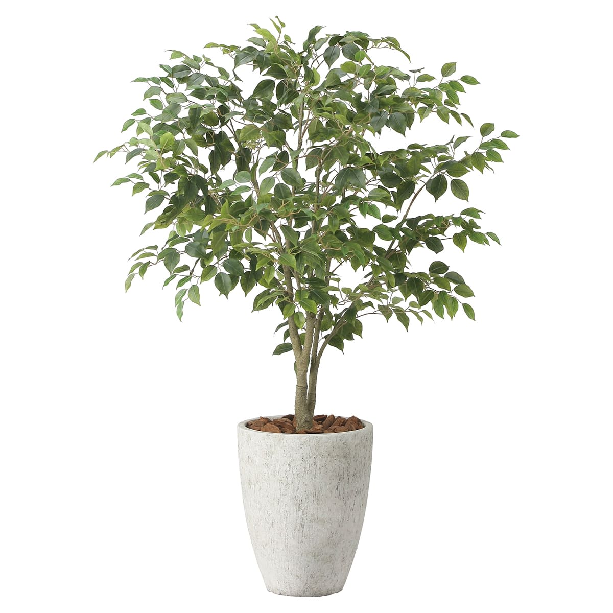 ナチュラルフィカスツリー1.5 2424A590-画像1