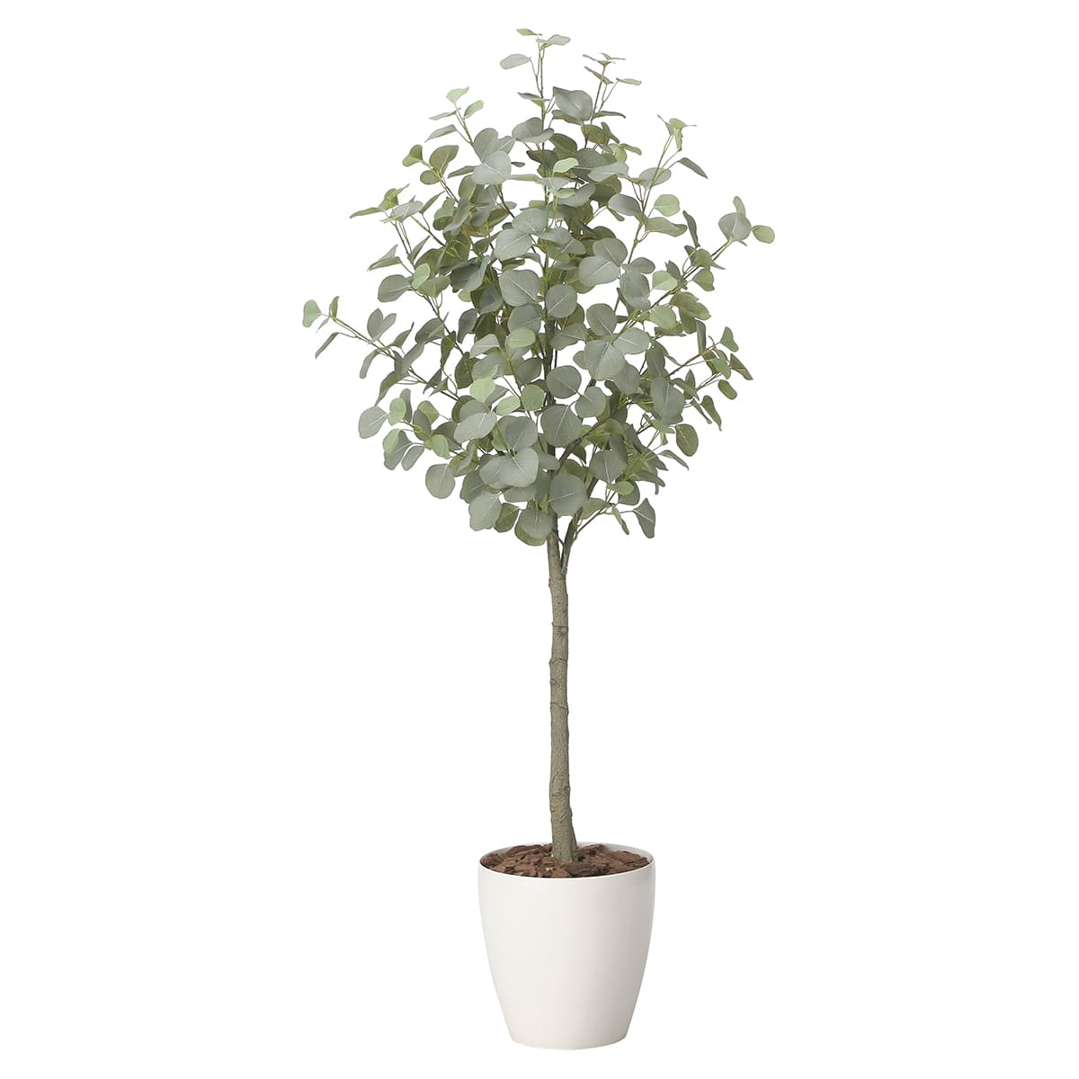 ユーカリツリー1.65 2425A320-画像1