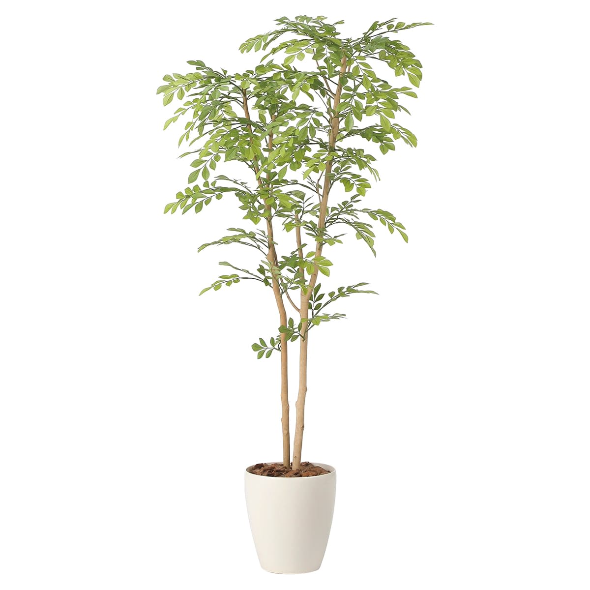 ライトトネリコ1.3 2430R250-画像1