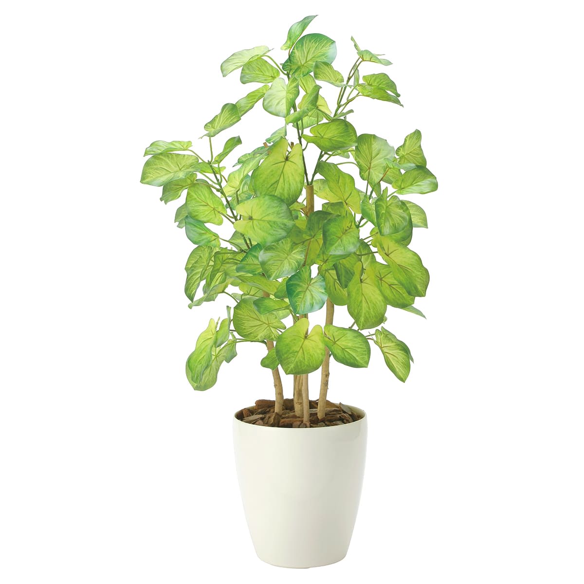 バウヒニア70 2431A120-画像1