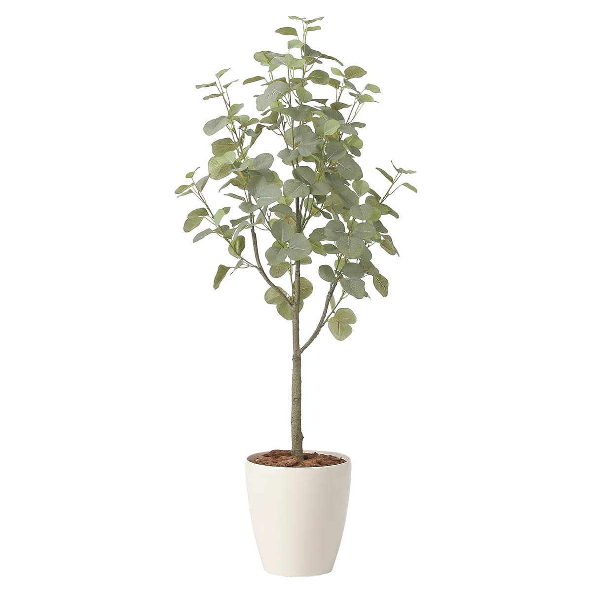 ユーカリツリー1.35 2432A220-画像1