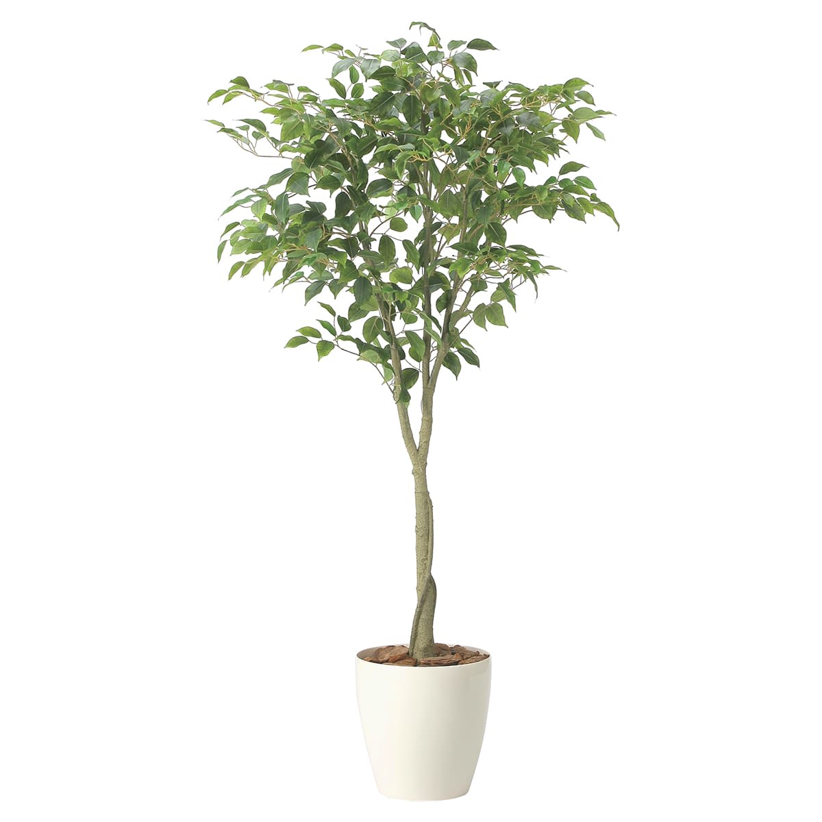 フィカスツリー1.65 2435A290-画像1