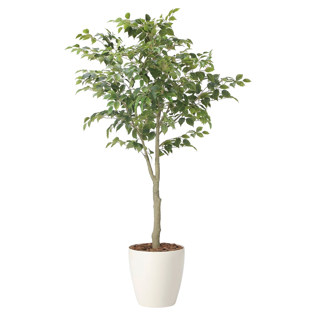 フィカスツリー1.85（組立式）2438A430-画像1