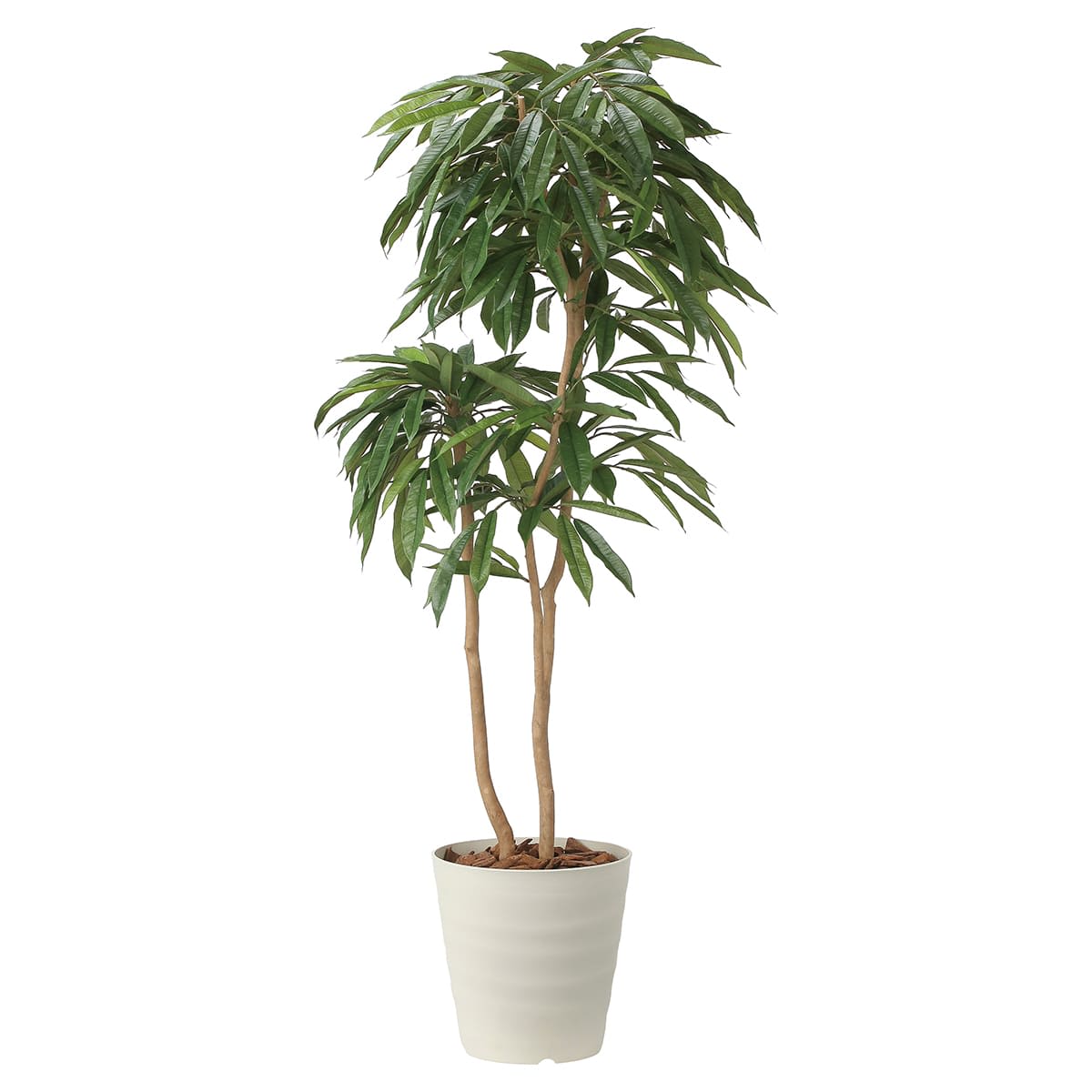 アムステルダムキング1.8 2440A500-画像1