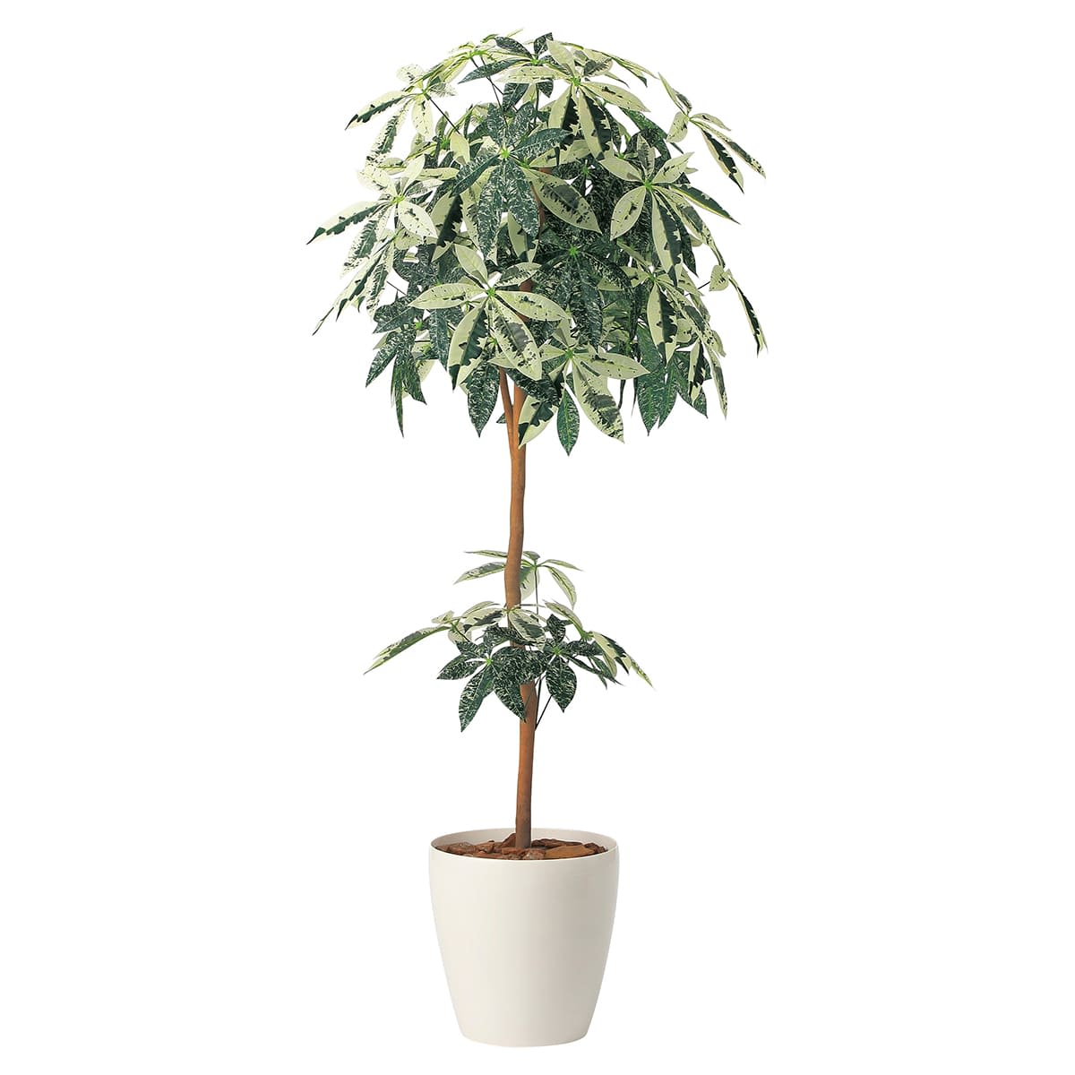 ミルキーパキラ1.6 2456A330-画像1