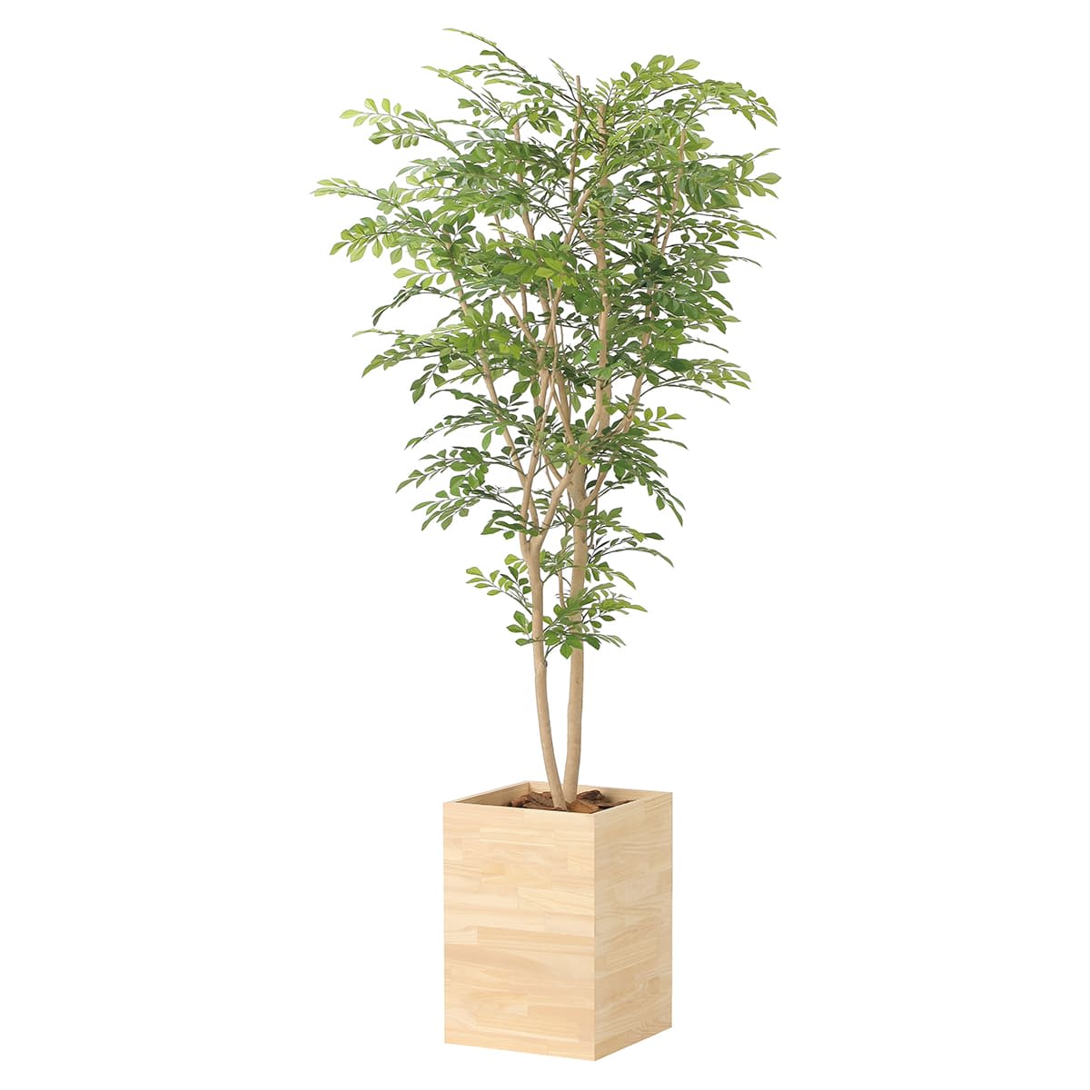 ウッドボックストネリコミックス1.8 2457A620-画像1