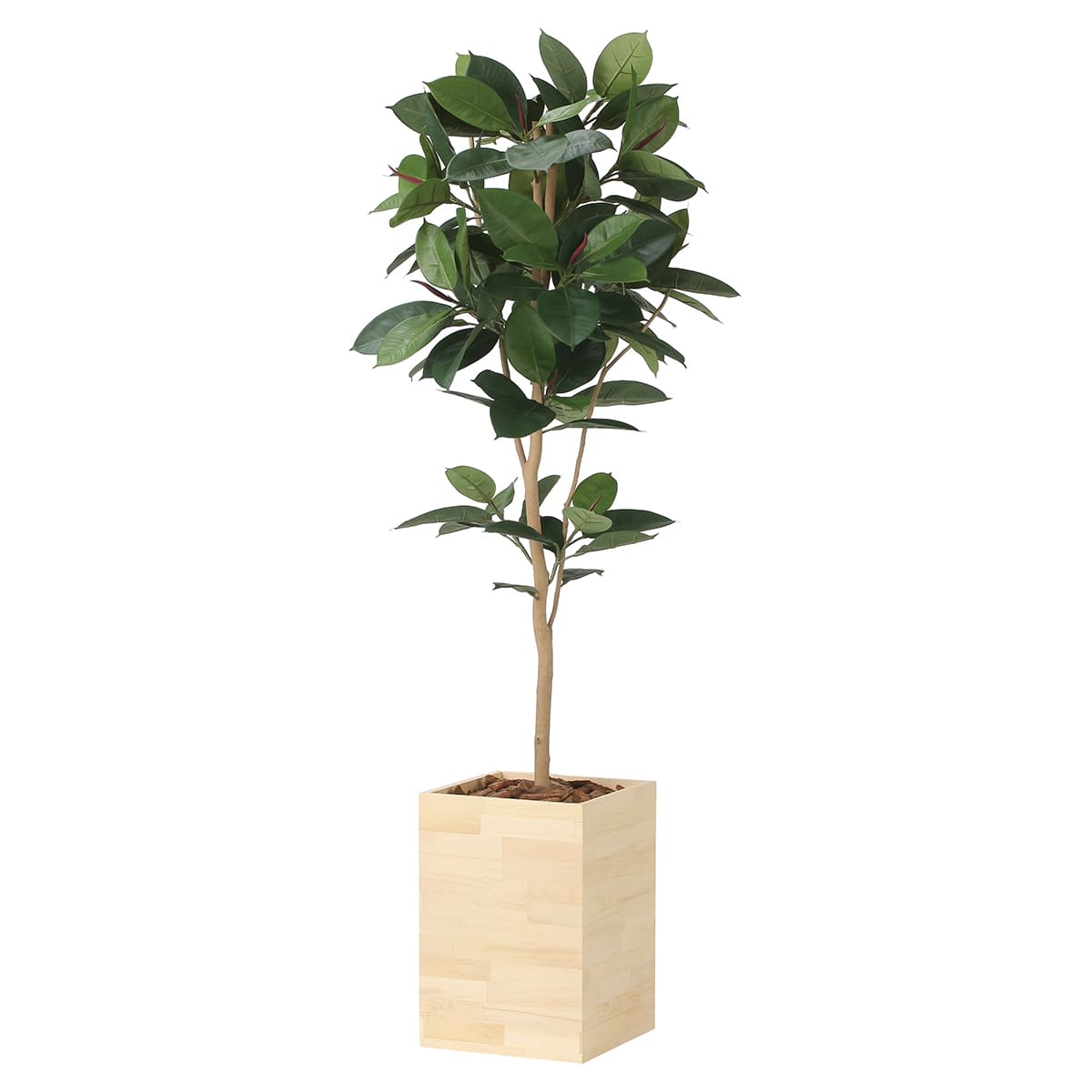 ウッドボックスゴムの木1.8 2458P580-画像1