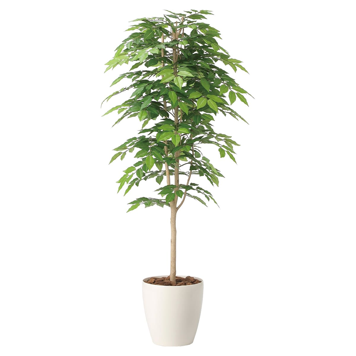 ケヤキ1.6 2465A380-画像1