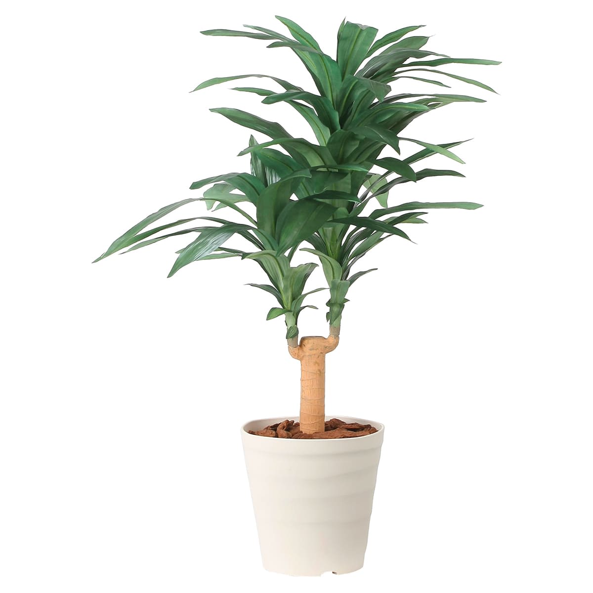 ドラセナジャネット1.0 2492A150-画像1