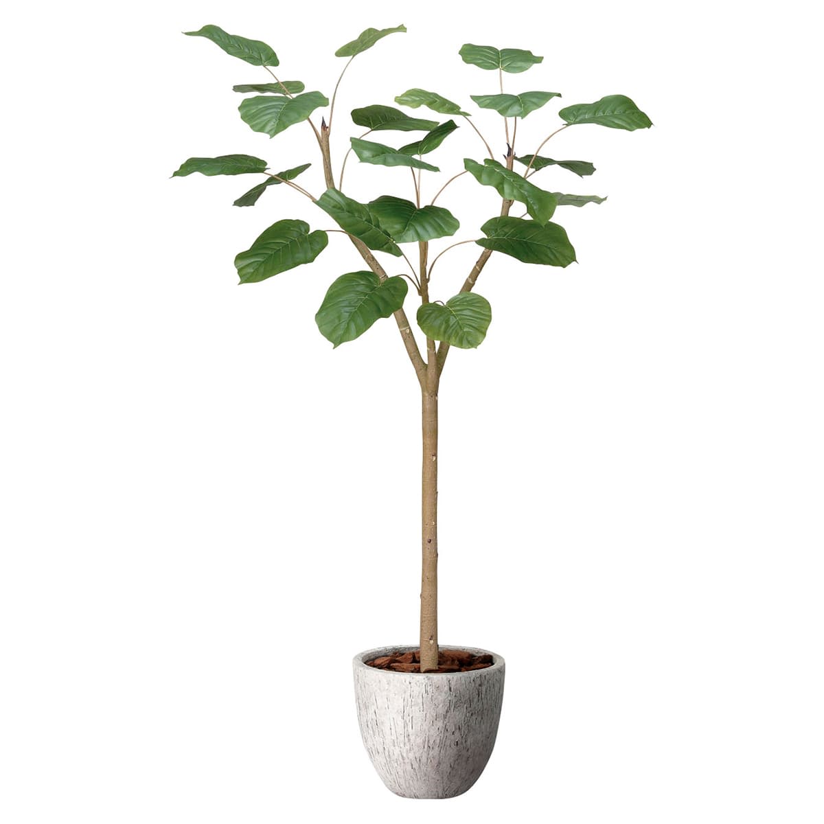 光触媒　人工観葉植物　フェイクグリーン　ナチュラルウンベラータ1.5 ナチュラルウンベラータ1.5 2503A400｜アートクリエイションのフェイク