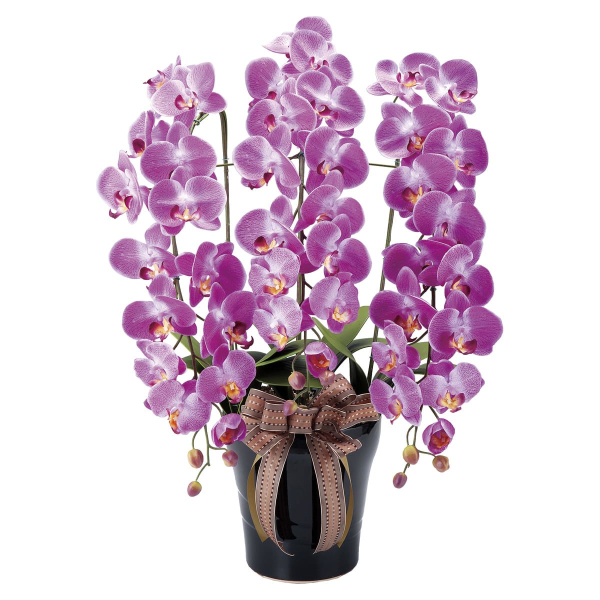 ロイヤル胡蝶蘭L 311A200-画像1