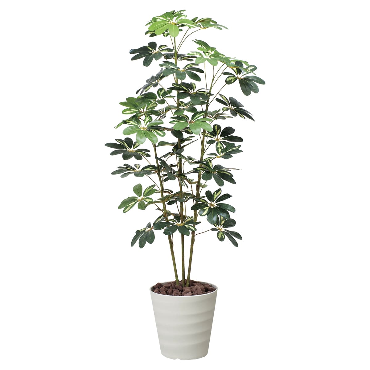 カポック斑入り1.5 355K210-画像1