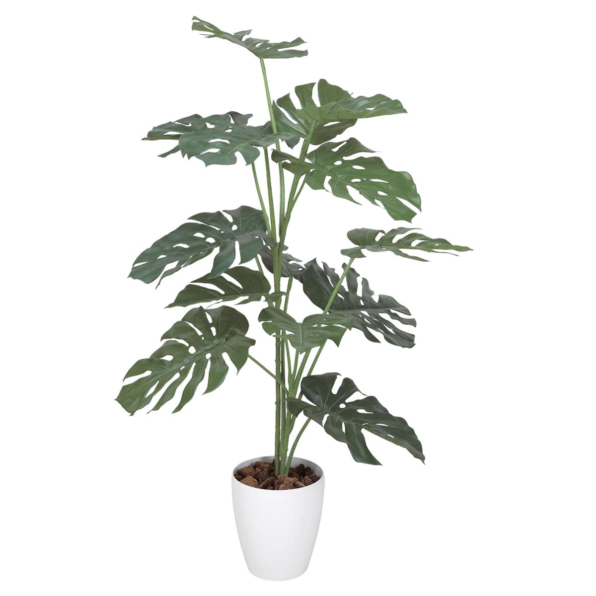 モンステラ1.2 369K220-画像1