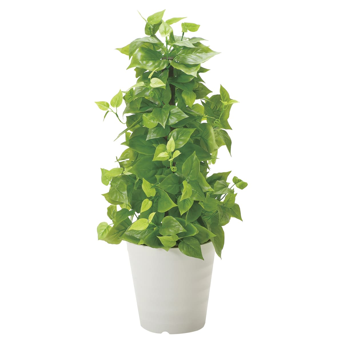 ポールライムポトス 381B120-画像1