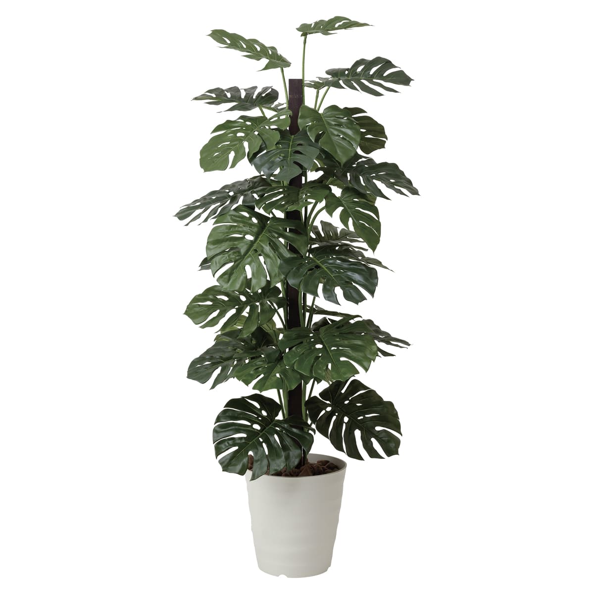 モンステラ1.8 403G450-画像1