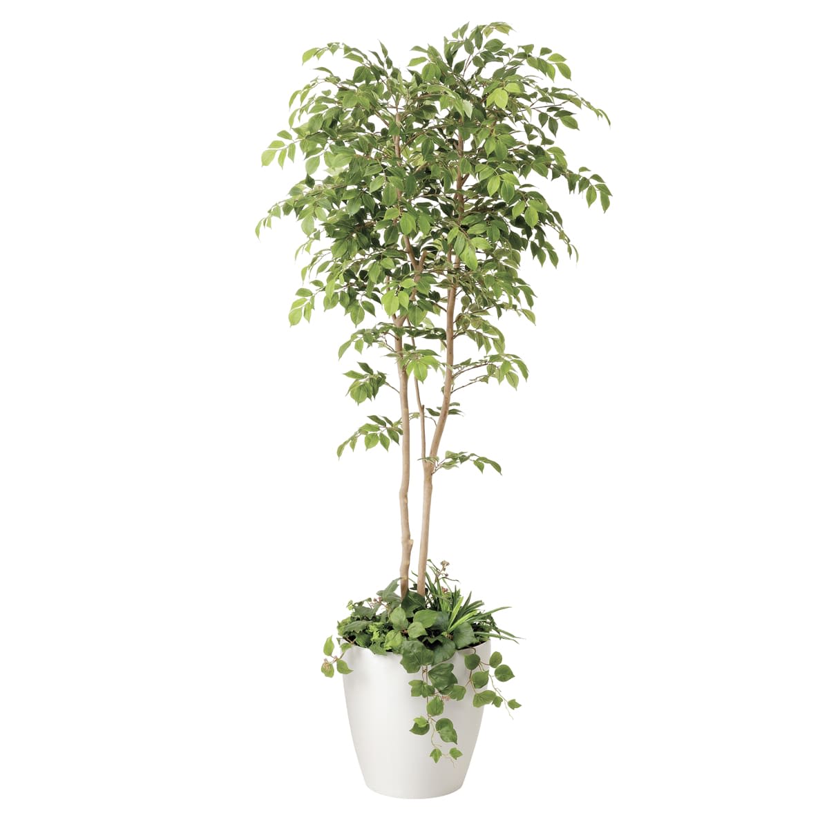 マウンテンアッシュ1.8 植栽付 408R650-画像1