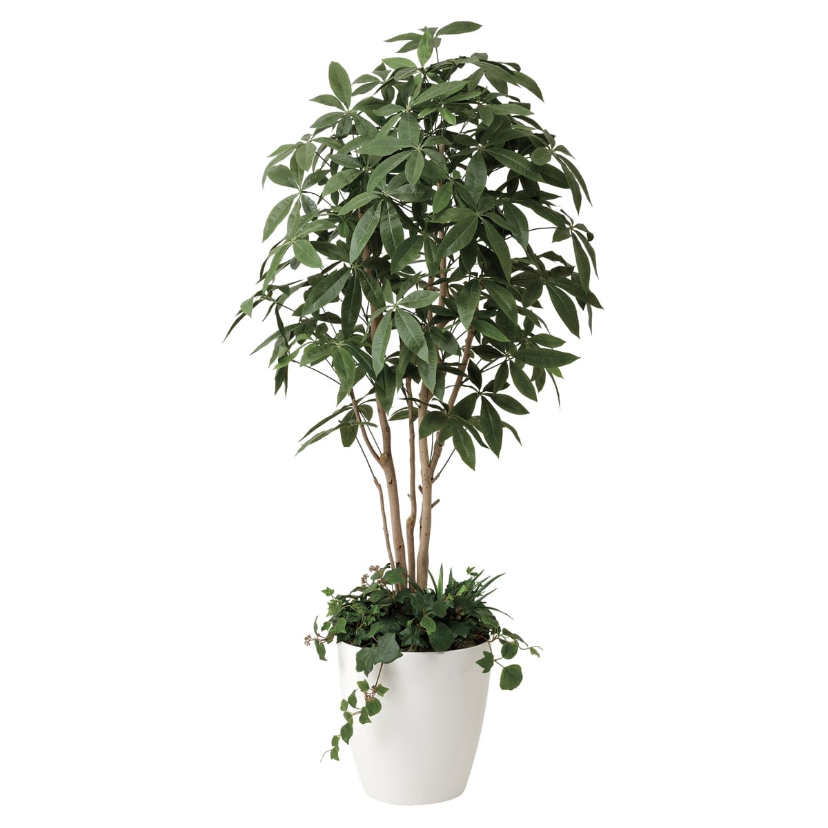 パキラ1.8 植栽付 412P515-画像1