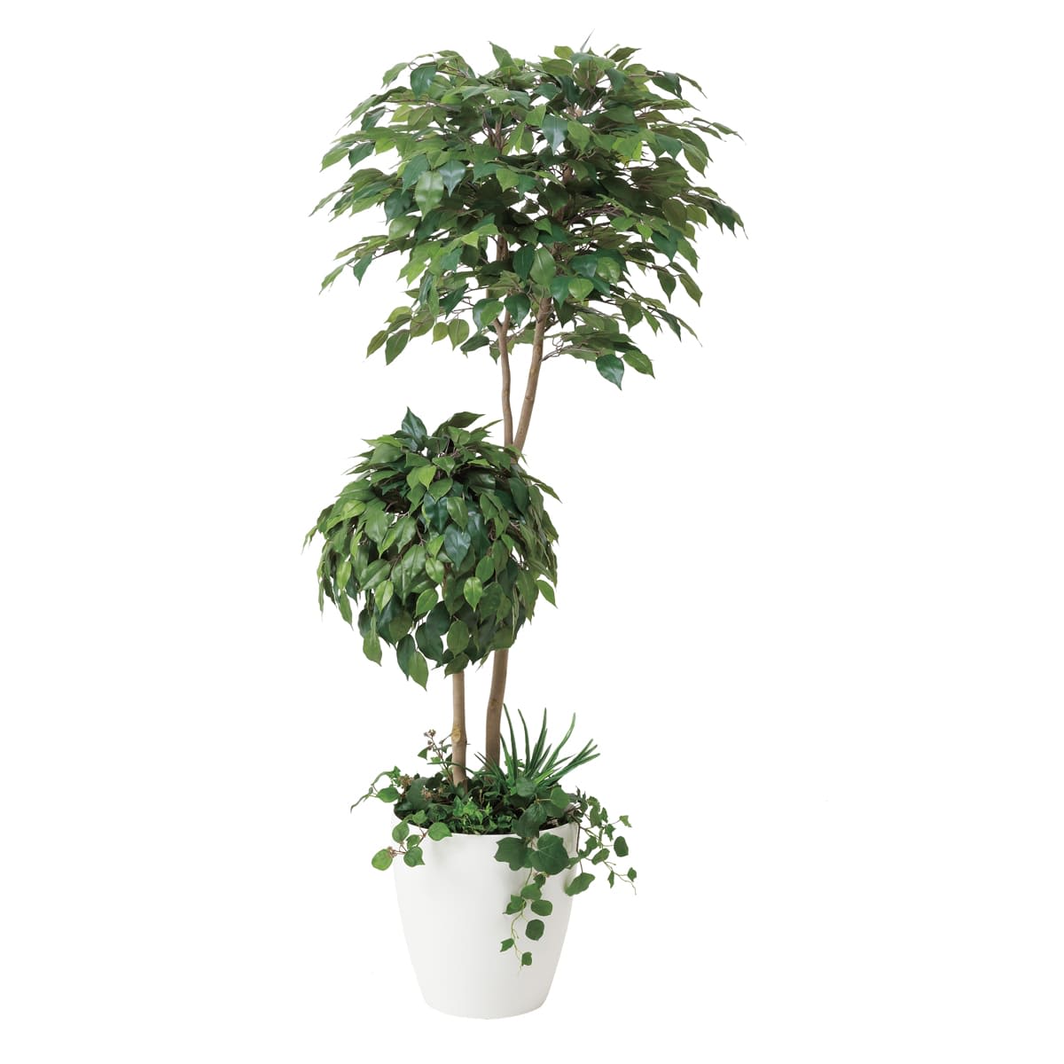 ベンジャミンダブルフェイス1.8 植栽付 413A500-画像1