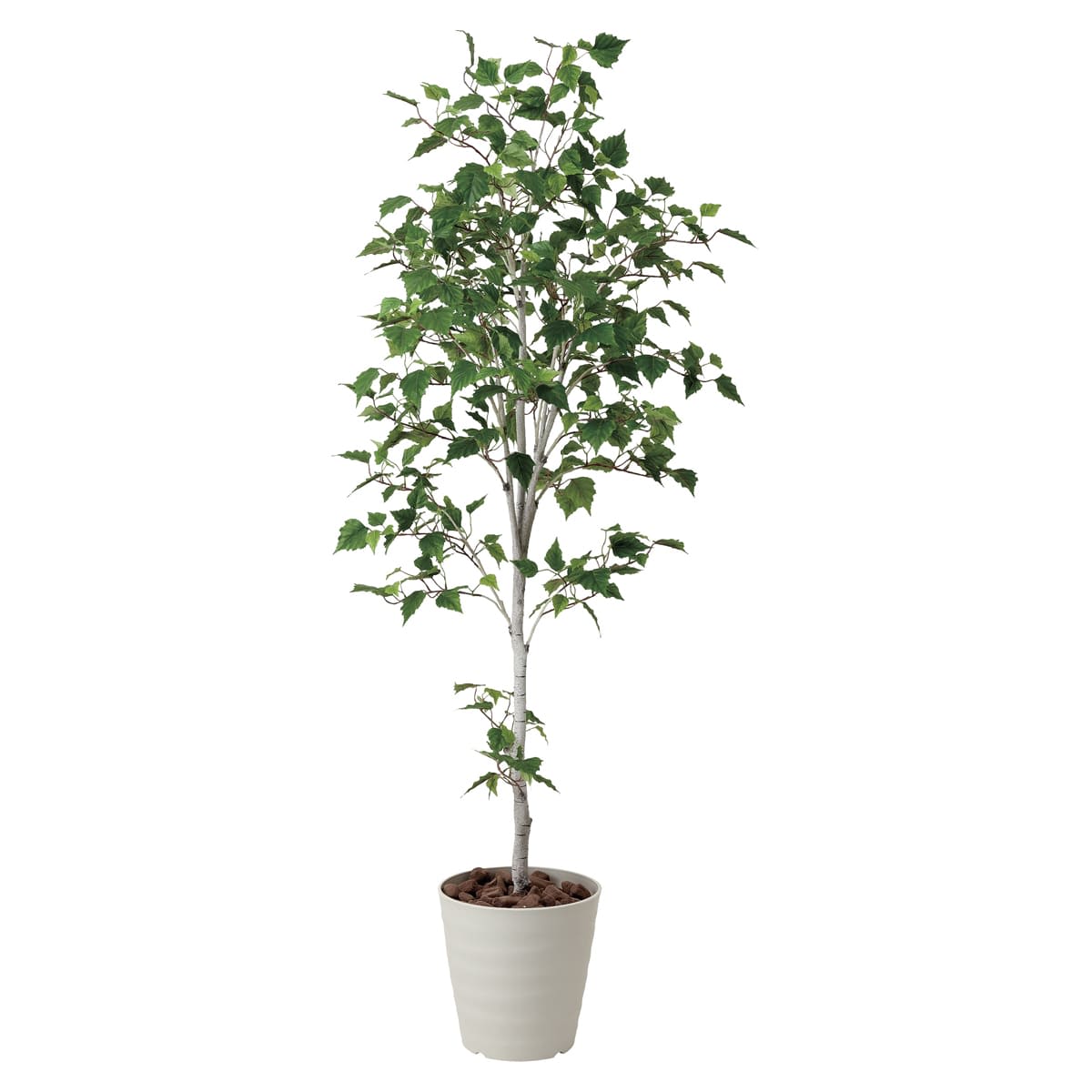 白樺シングル1.8 421A300-画像1