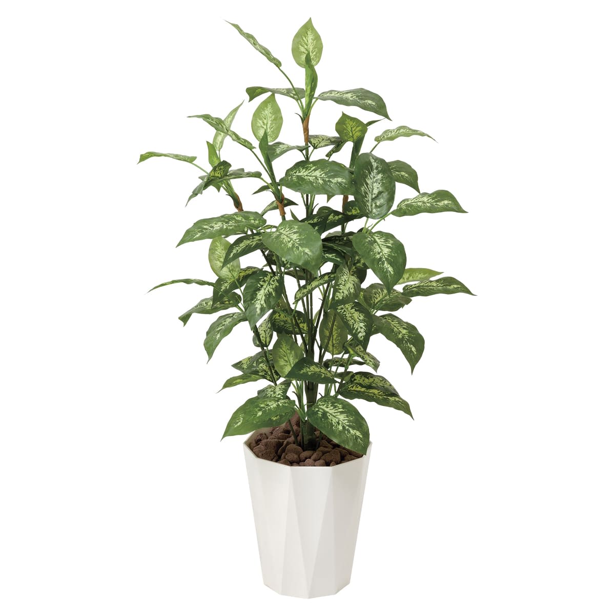 ディフェンバキア1.1 426A175-画像1