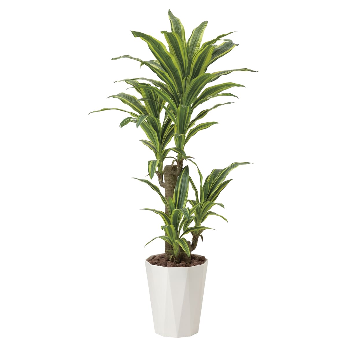 フレッシュドラセナ1.25 428P280-画像1