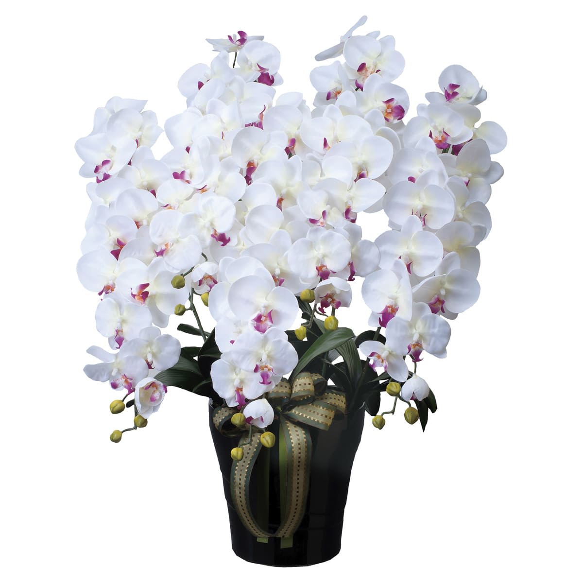 ロイヤル胡蝶蘭5本立W／AB 447A300-画像1