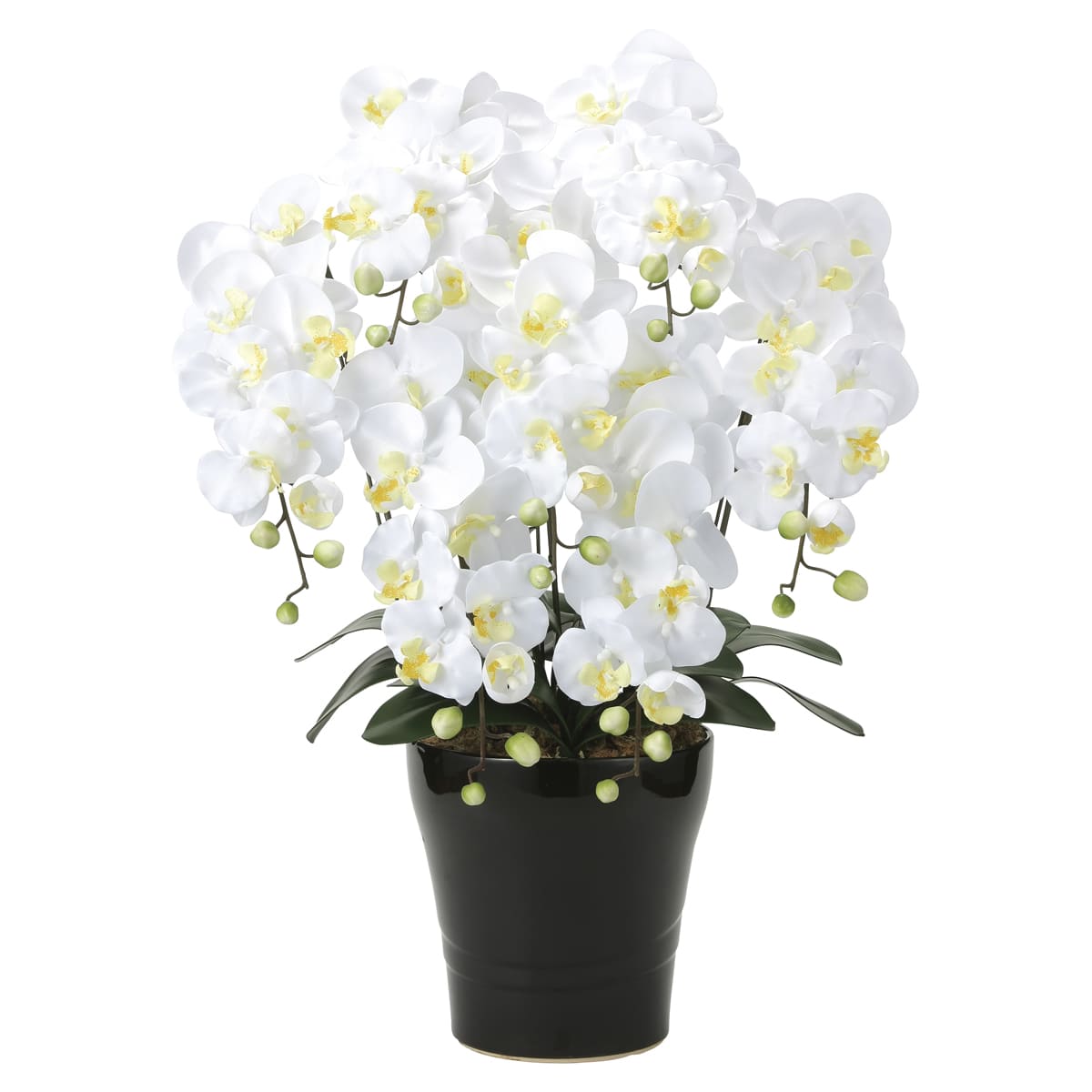 キング胡蝶蘭7本立W 451A200-画像1