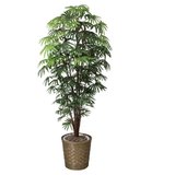 光触媒　人工観葉植物　ウォールグリーン　フェイクグリーン　シュロチク1.8m シュロチク1.8 501R680｜アートクリエイションのフェイクグリーン