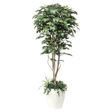 光触媒　人工観葉植物　ウォールグリーン　フェイクグリーン　ベンジャミンフィカスA フィカスベンジャミン1.8 植栽付 508F500」アートクリエイション