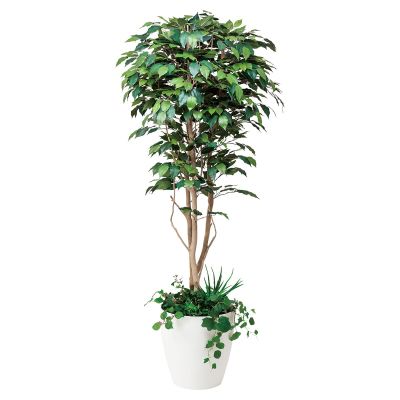 フィカスベンジャミン1.8 植栽付 508F500｜アートクリエイションの