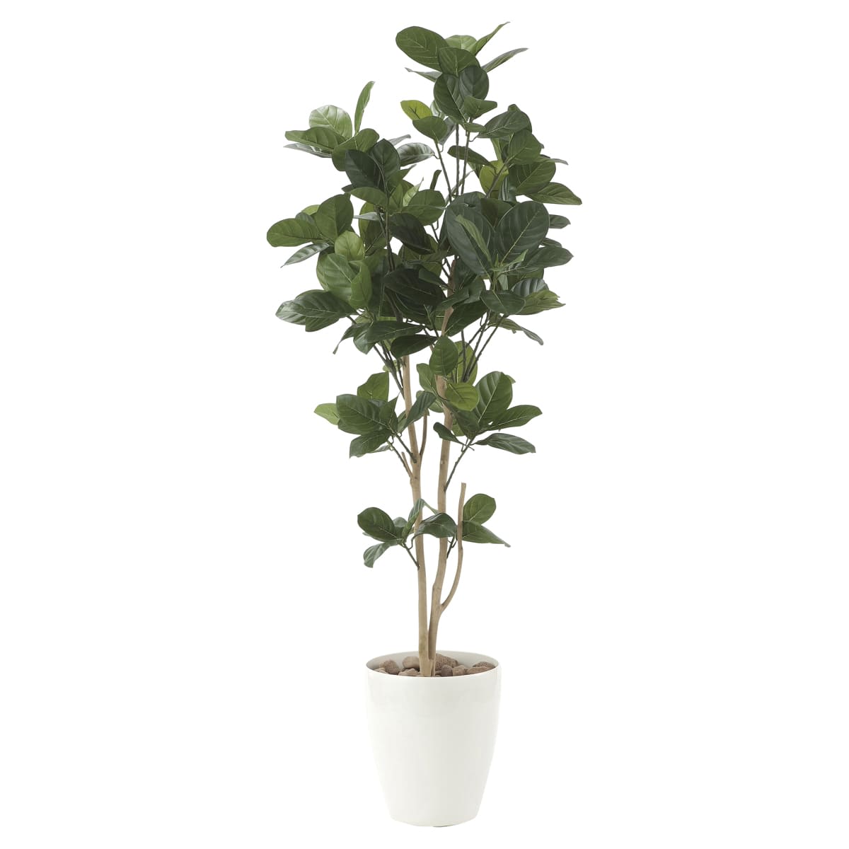 パンの木1.25 611R250-画像1