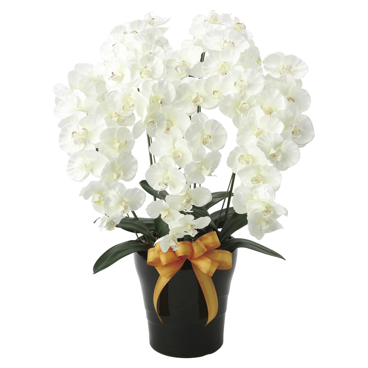 プレミアム胡蝶蘭5本立W 651K200-画像1