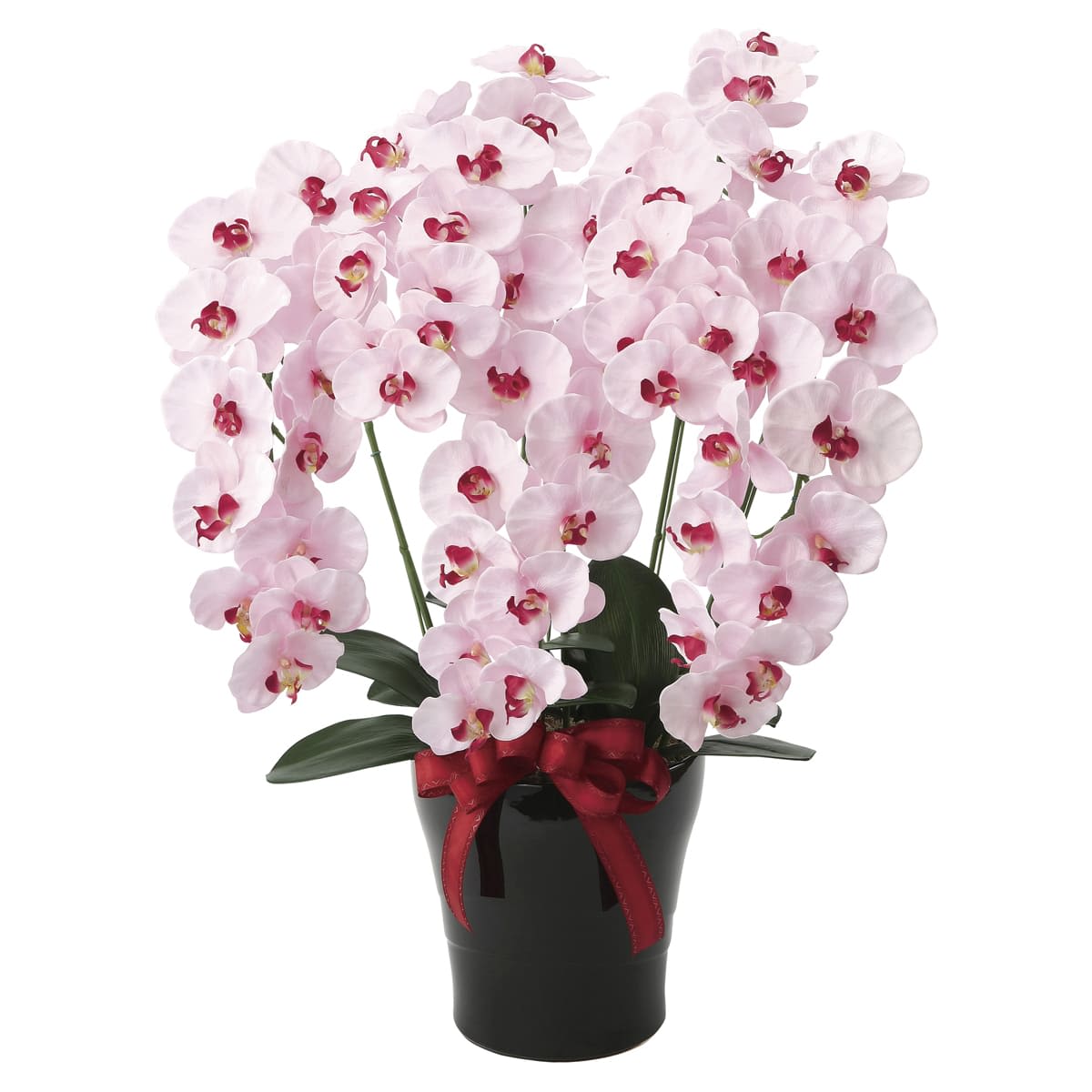 プレミアム胡蝶蘭5本立P 652K200-画像1