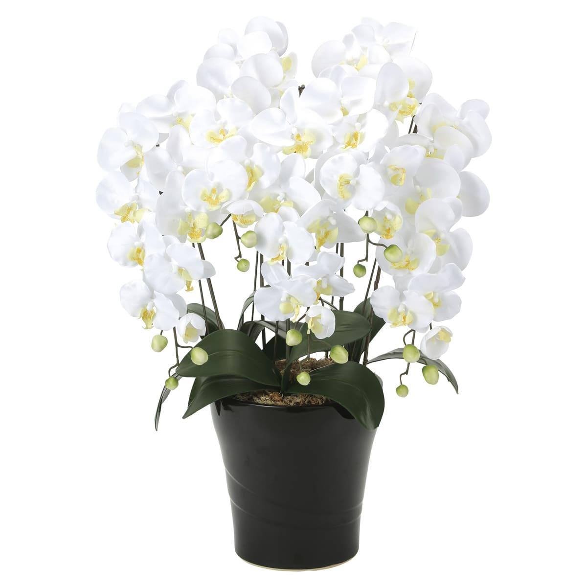 クイーン胡蝶蘭5本立W 654A150-画像1