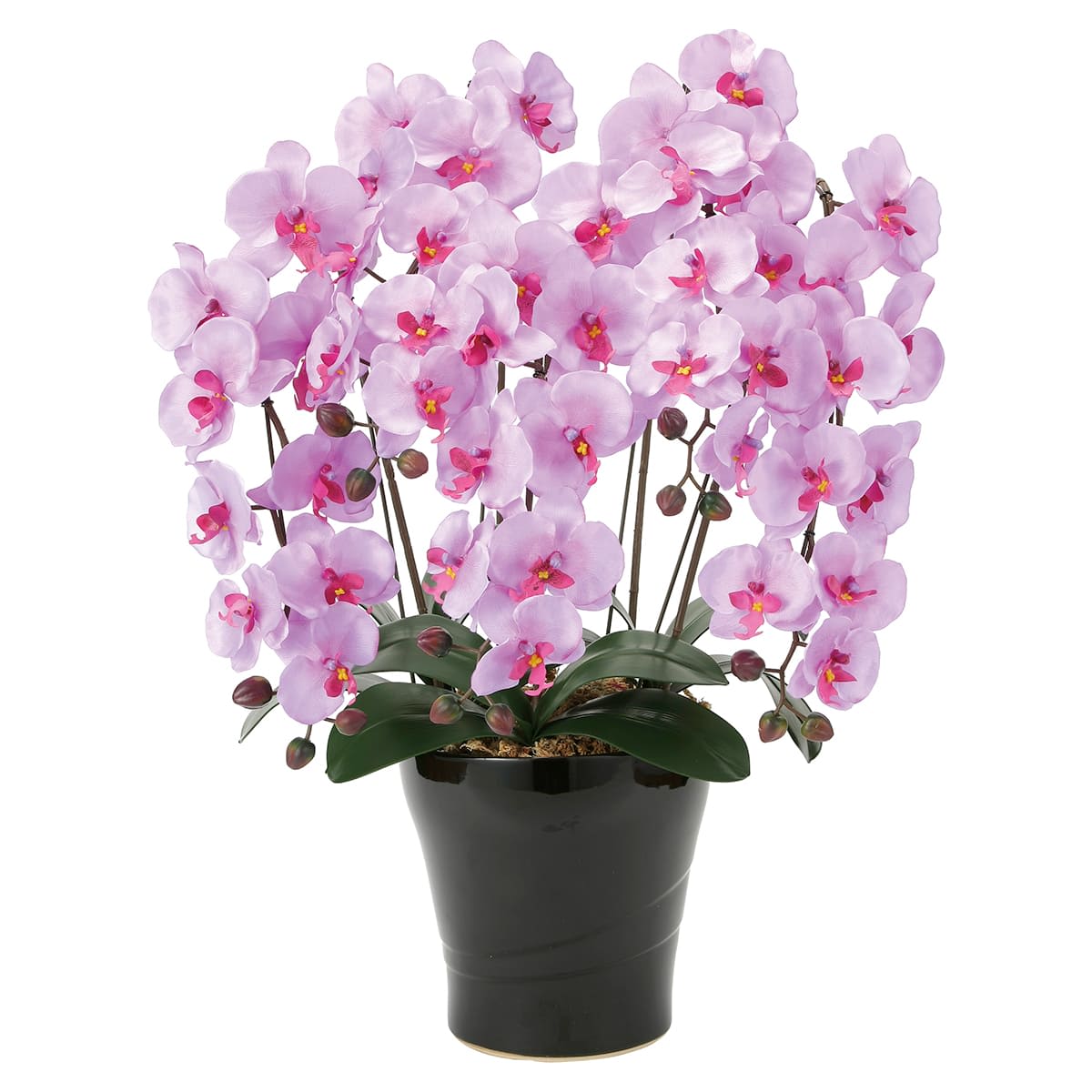 クイーン胡蝶蘭5本立L 655A150-画像1