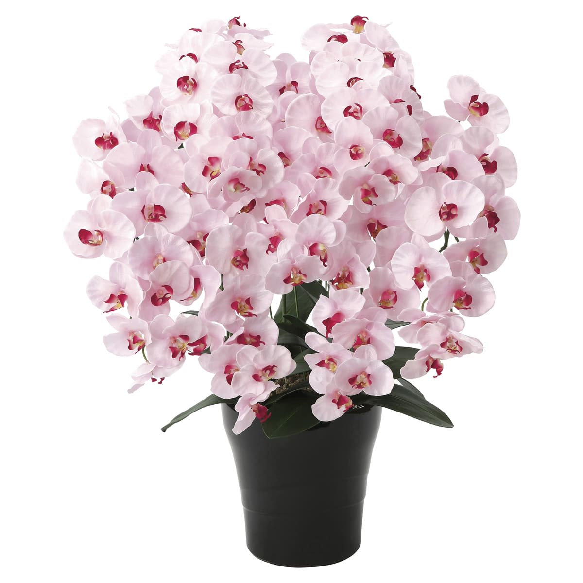 プレミアム胡蝶蘭7本立P 656A250-画像1