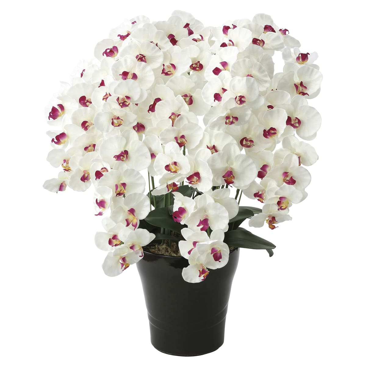 プレミアム胡蝶蘭7本立W/AB 657A250-画像1