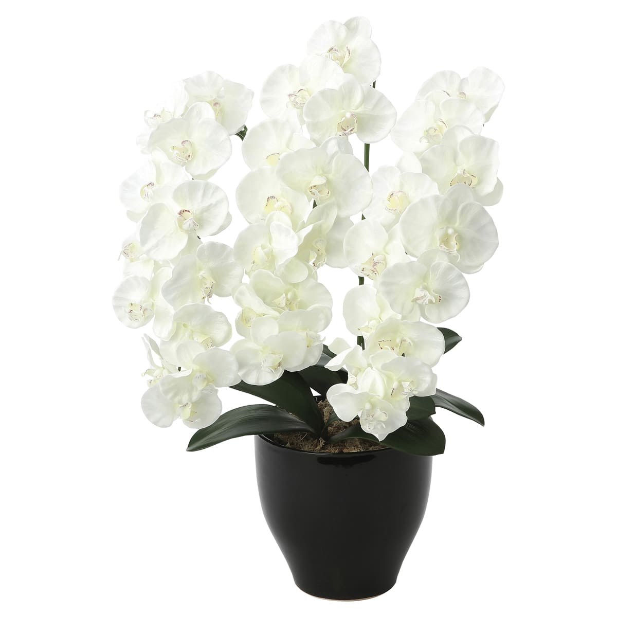 プレミアム胡蝶蘭W 659K135-画像1