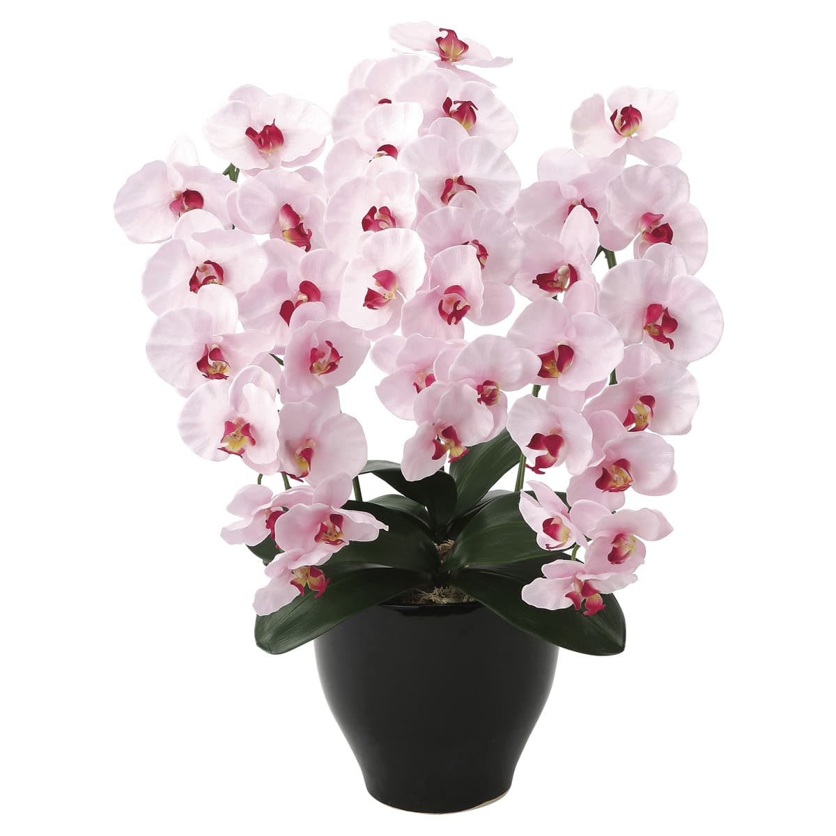 プレミアム胡蝶蘭P 660K135-画像1