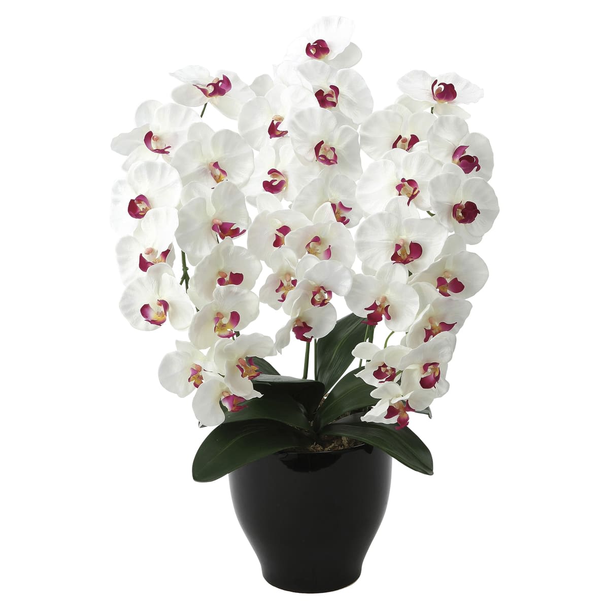 プレミアム胡蝶蘭W／AB 661K135-画像1