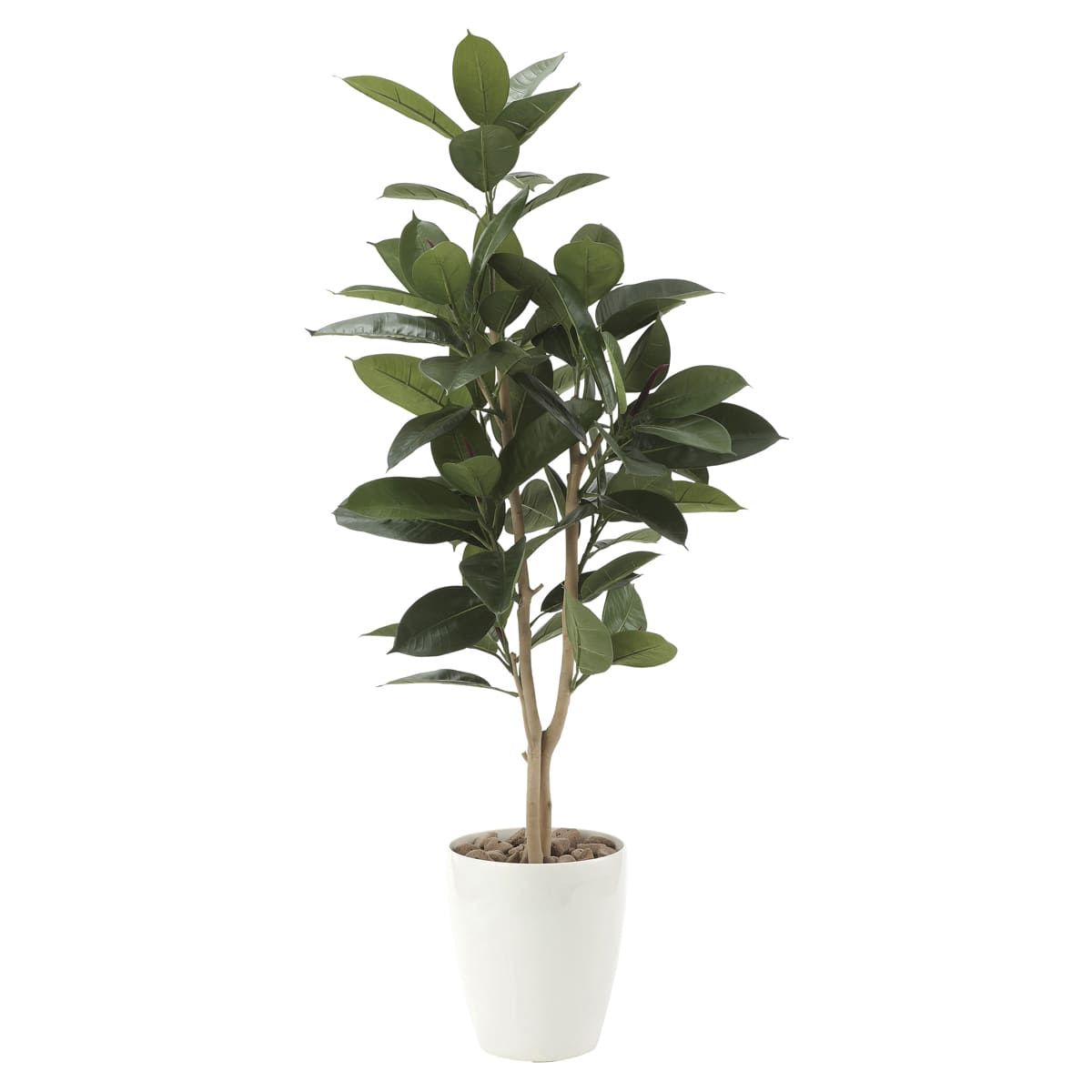 ゴムの木1.25 710P250-画像1