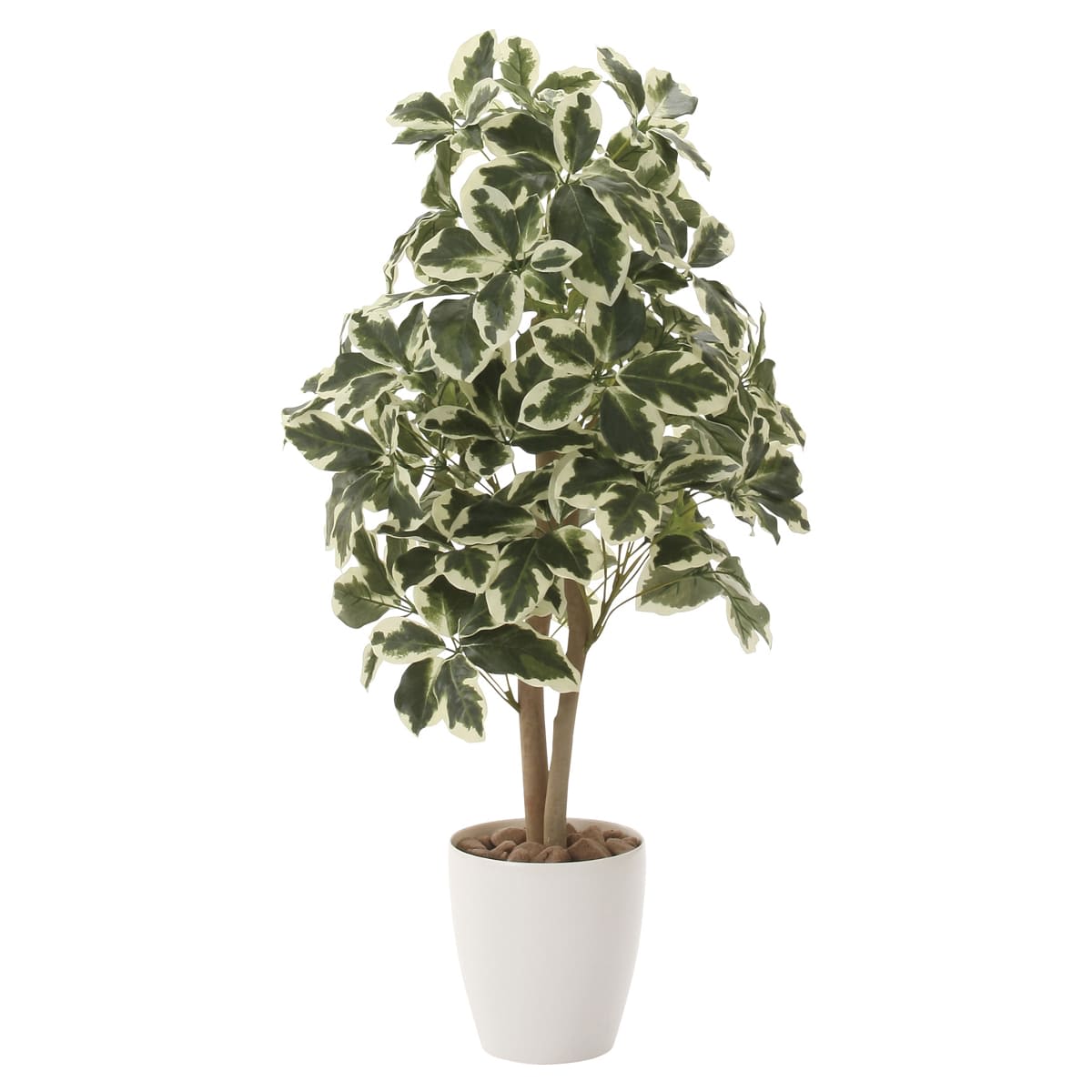 斑入りシェフレラ90 733K160-画像1