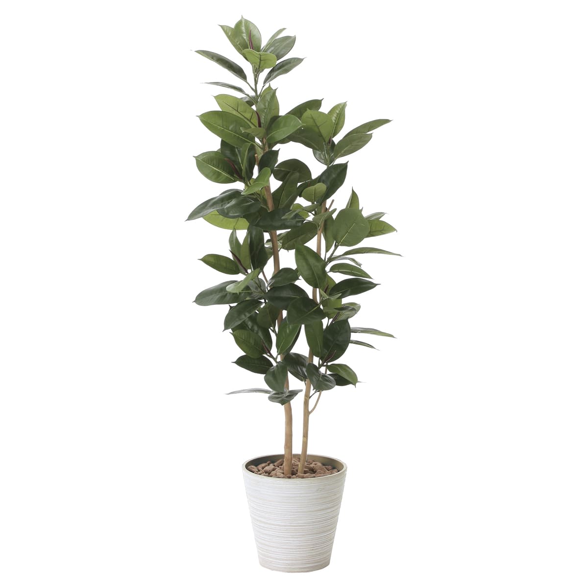 ゴムの木1.6 2121P375-画像1