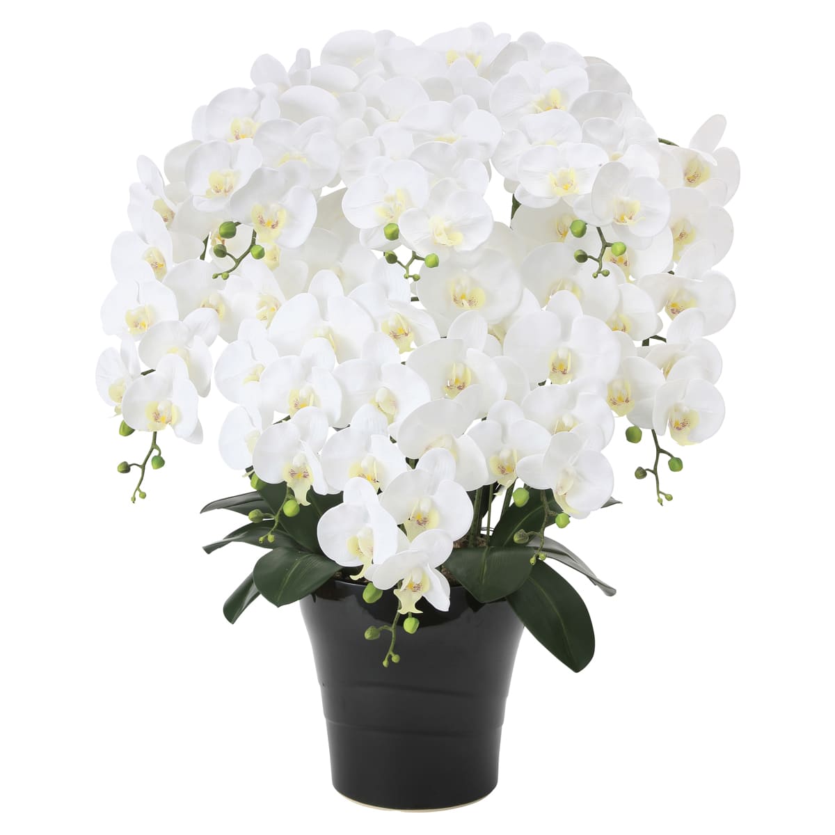 フレッシュ胡蝶蘭8本立W 877P330-画像1