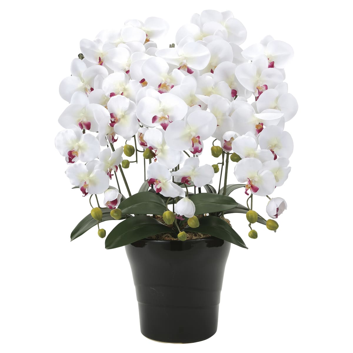 クイーン胡蝶蘭5本立W／AB 916A150-画像1