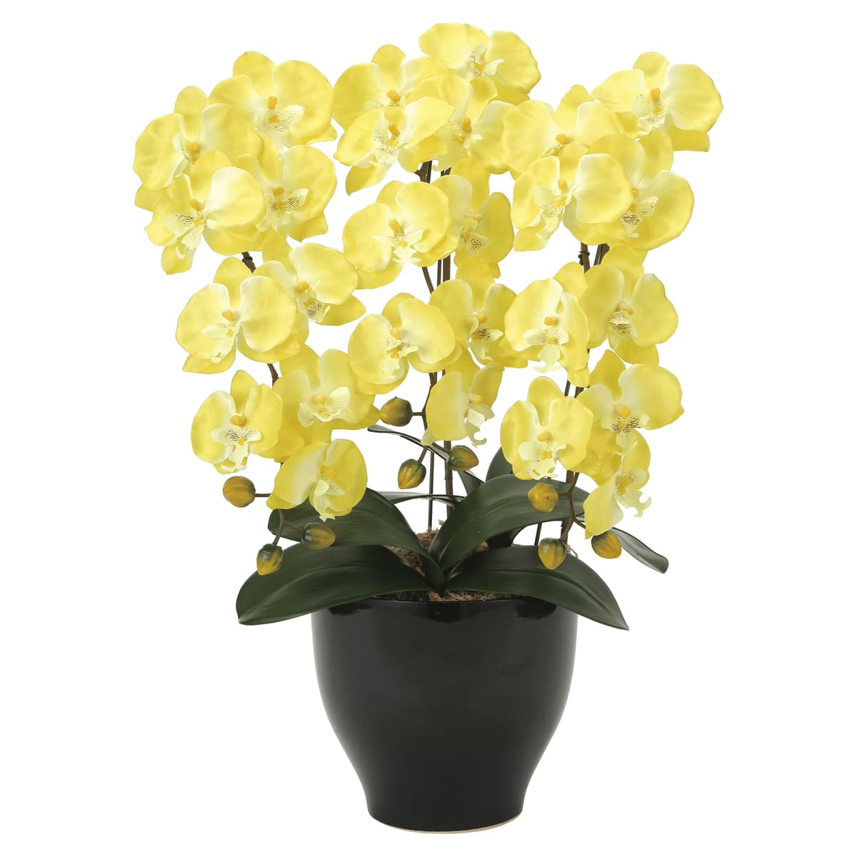 胡蝶蘭セリースY 917K120-画像1