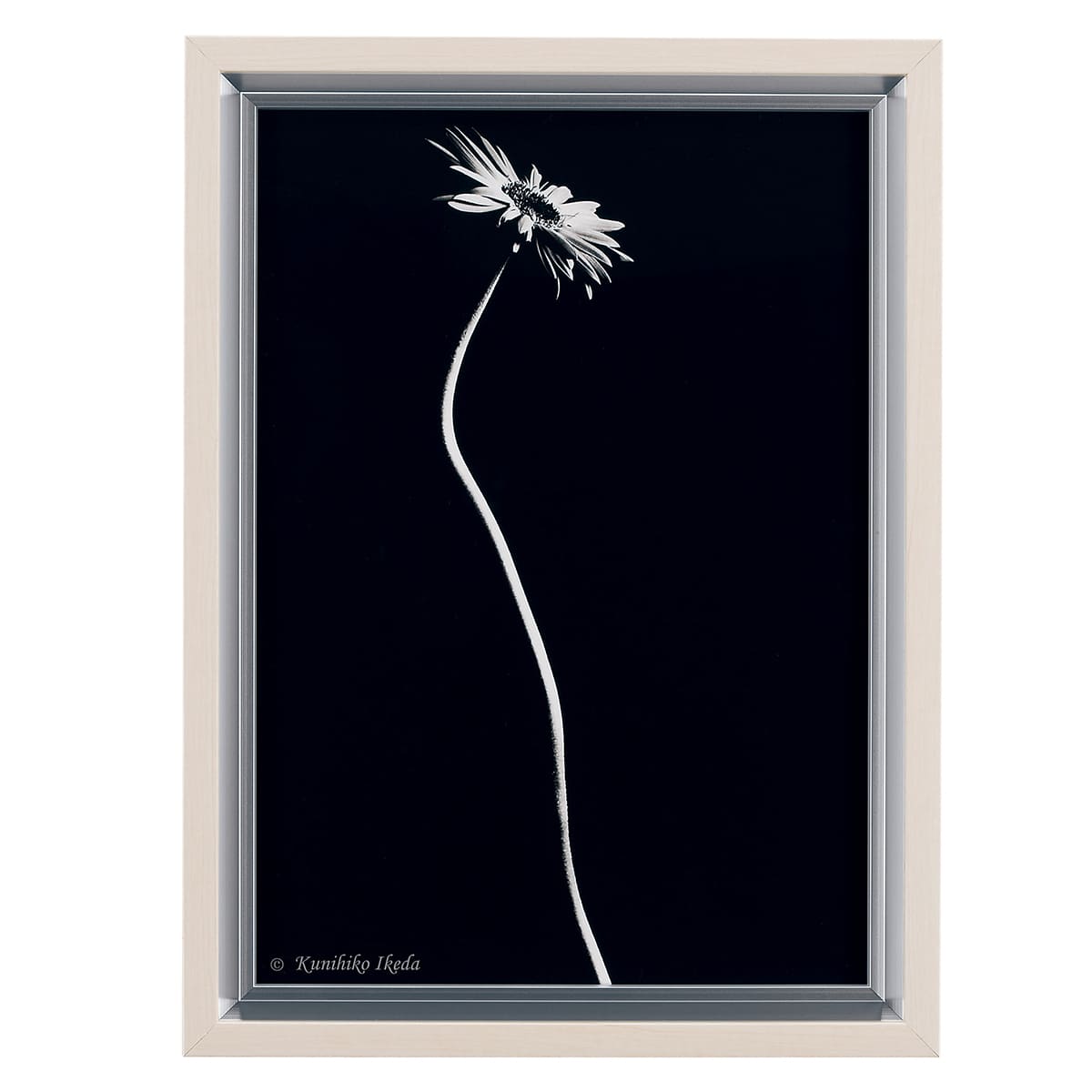 スタイリッシュフラワー AR7049｜ベルクのアートフレーム