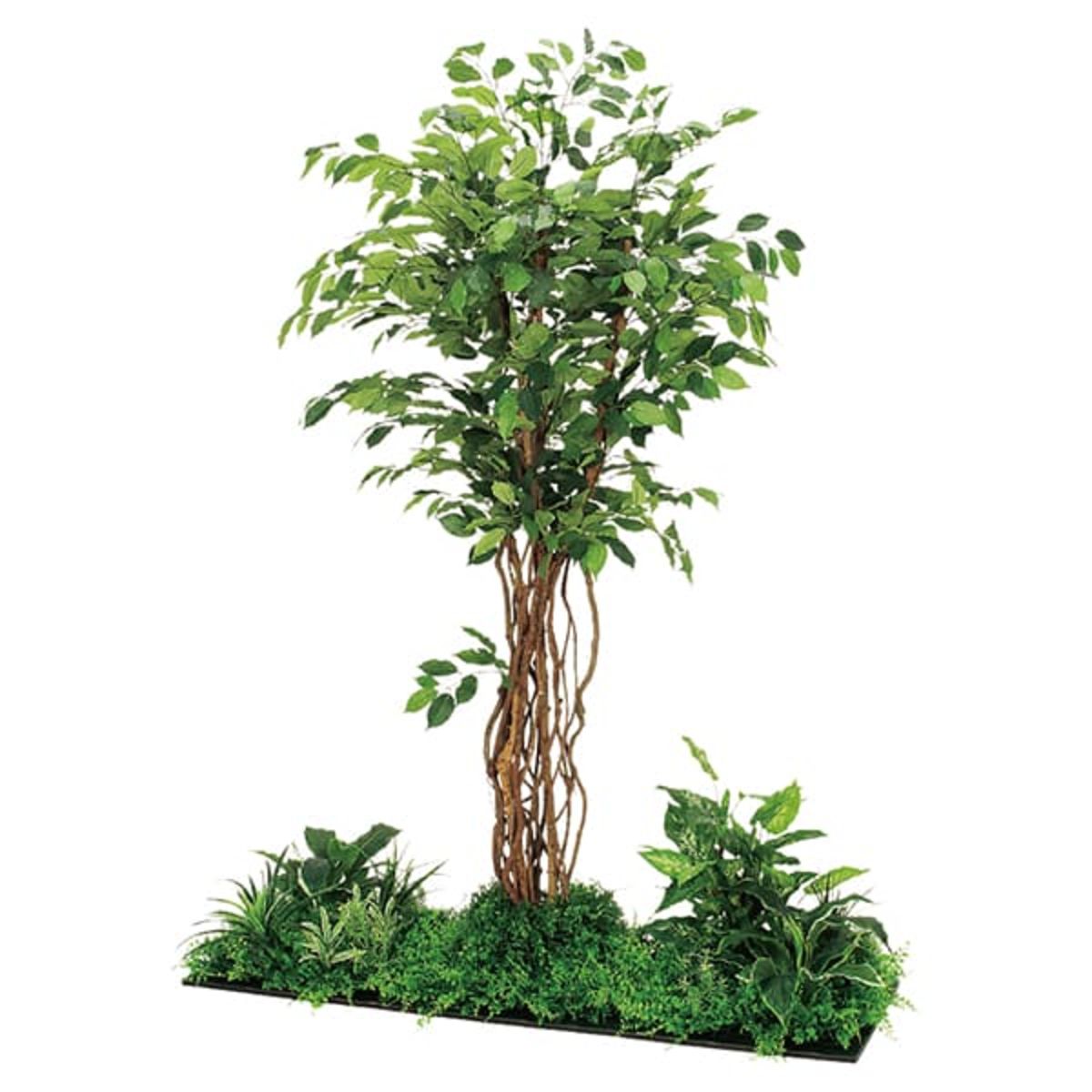 フロアグリーン 45角3連 フィカスベンジャミン H1800 GM5708-画像1